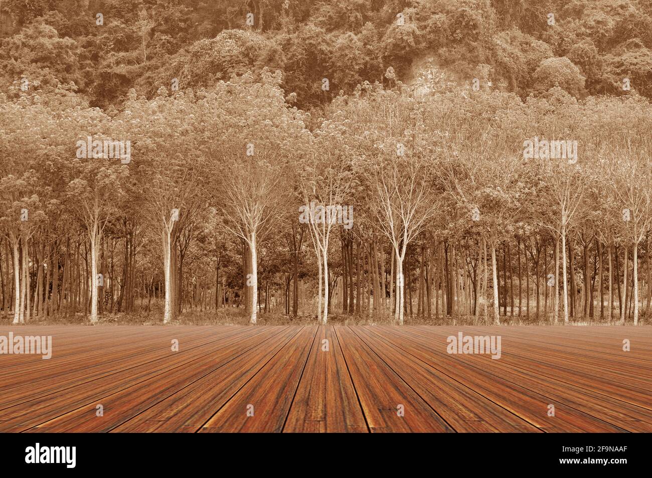 Pavimento boscoso con fondo piantagione di alberi di gomma - effetto seppia Foto Stock