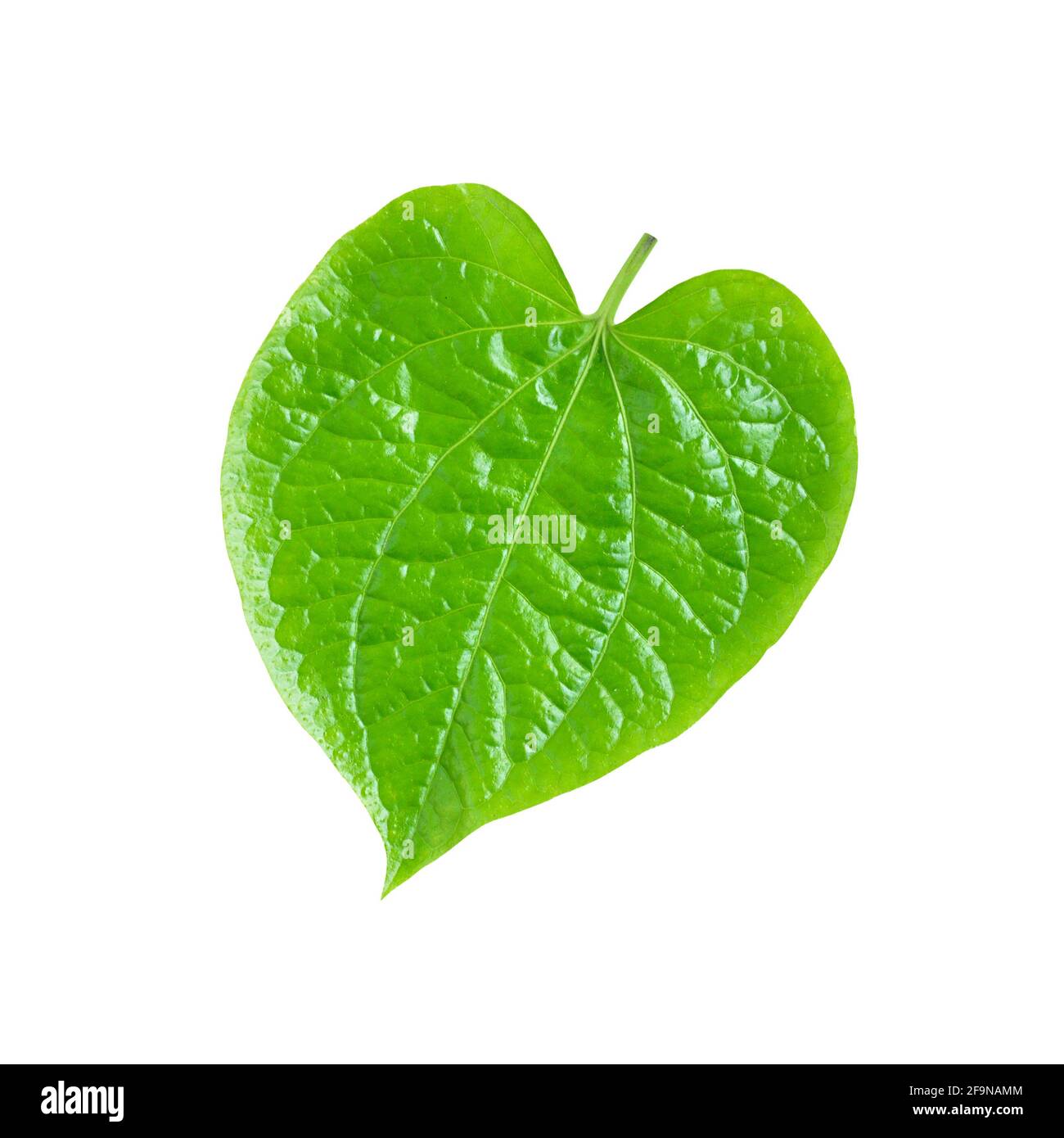Foglia di Betel verde o Piper Betle - isolato su bianco sfondo Foto Stock