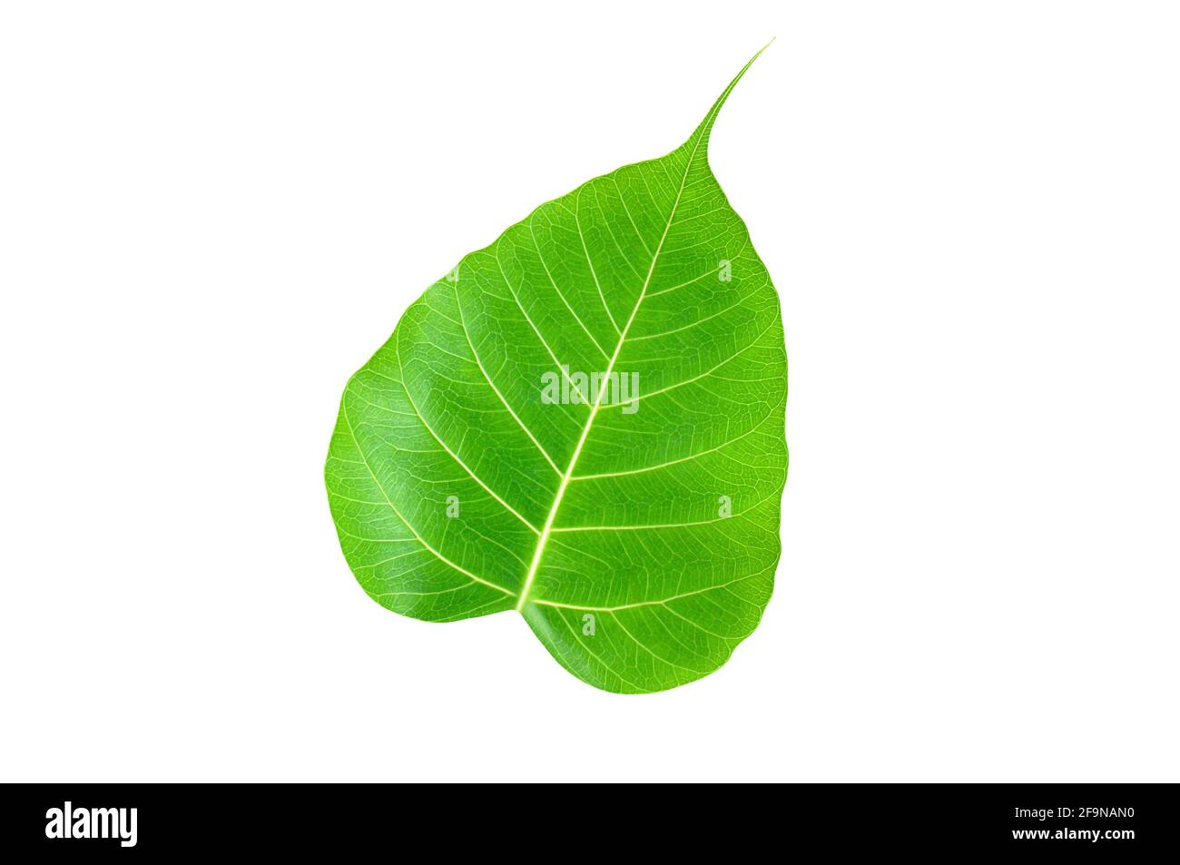 Pippale o foglia di Bo isolata su sfondo bianco Foto Stock