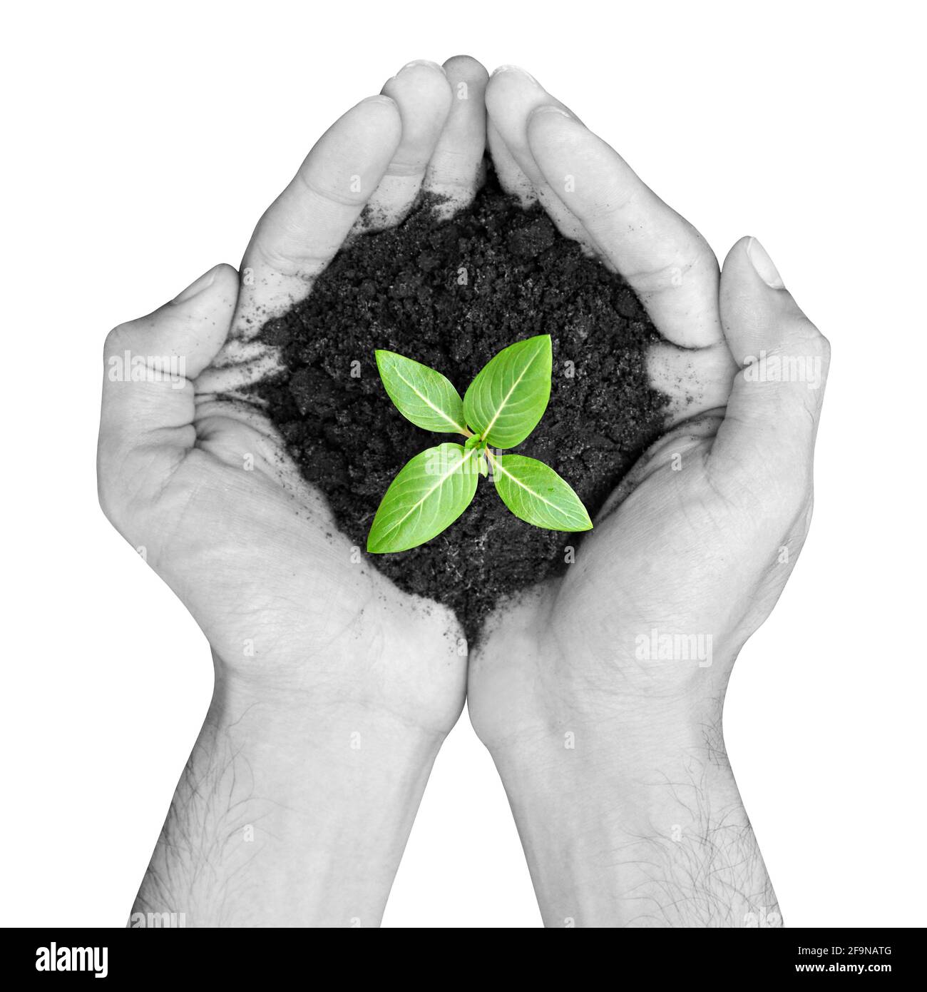 Mani che tengono la sega verde con il suolo - isolato su bianco Foto Stock