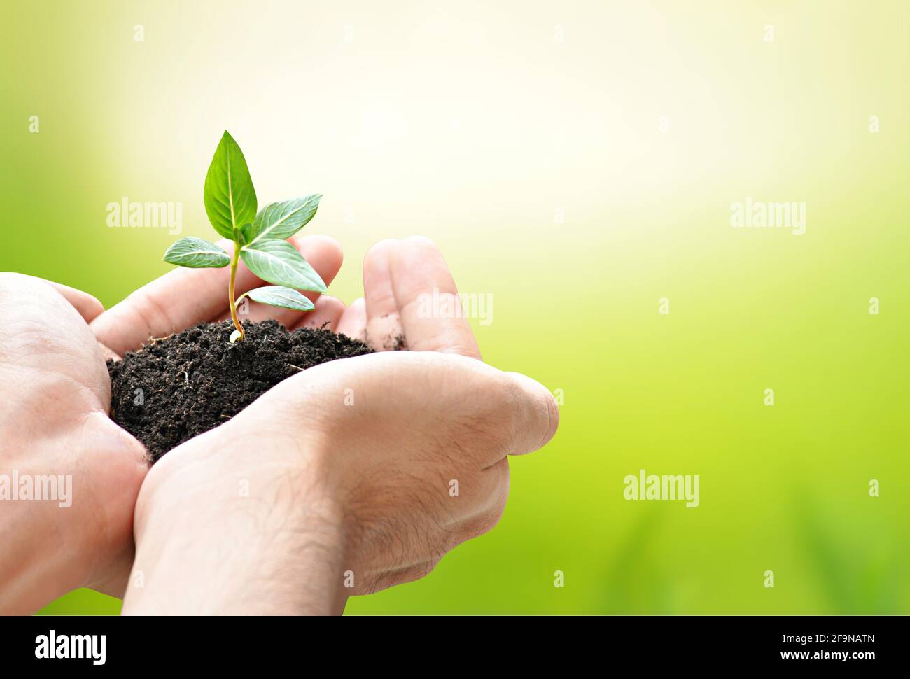 Lancette per sega verde - bordo - con spazio per aggiungere testo Foto Stock