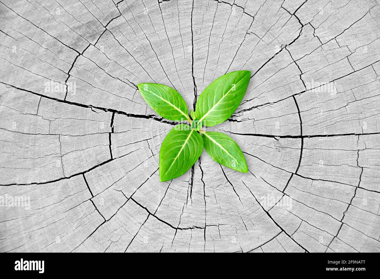 Piantina verde che cresce dal ceppo di albero - rigenerazione e concetto di sviluppo Foto Stock