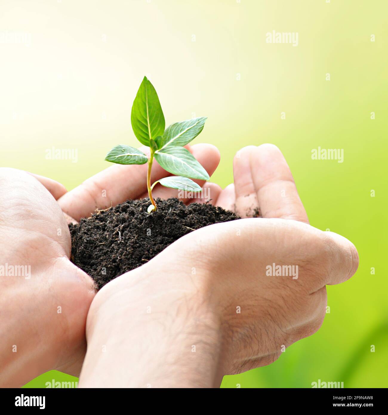 Mani che tengono la sega verde con il suolo Foto Stock