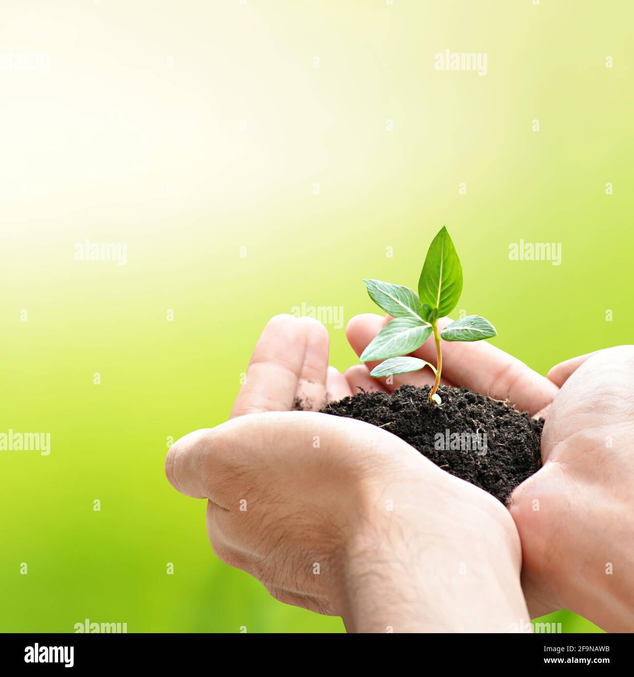 Lancette per sega verde - bordo - con spazio per aggiungere testo Foto Stock