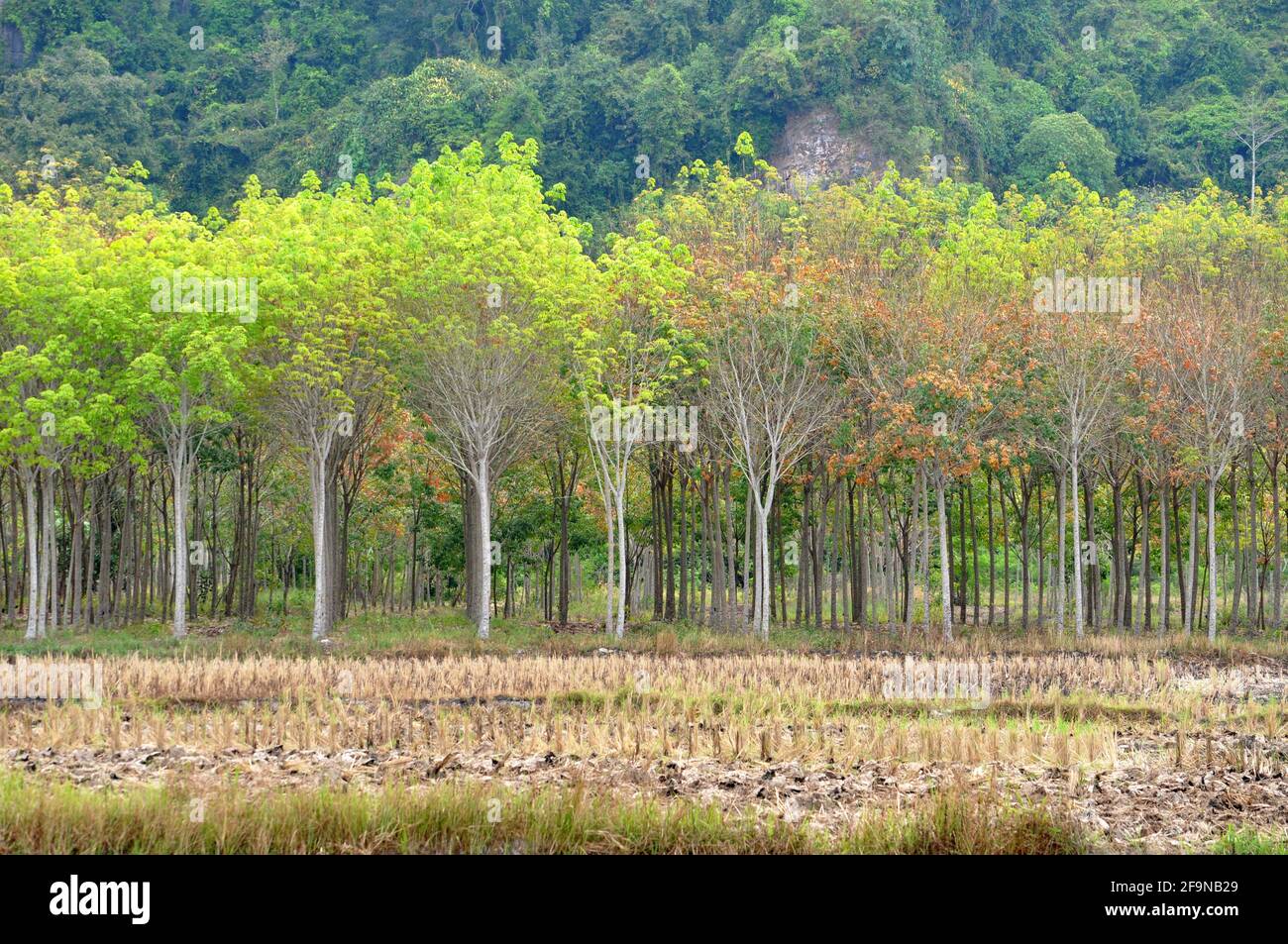 Campo asciutto di fronte a piantagione di gomma in estate - Paesaggio rurale - Thailandia meridionale Foto Stock