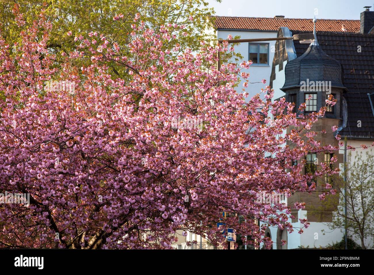 Alberi di ciliegio in fiore sulla strada An der Muenze nel quartiere Agnes, Colonia, Germania. Bluehende Kirschbaeume an der Strasse an derr Muenze im Agne Foto Stock