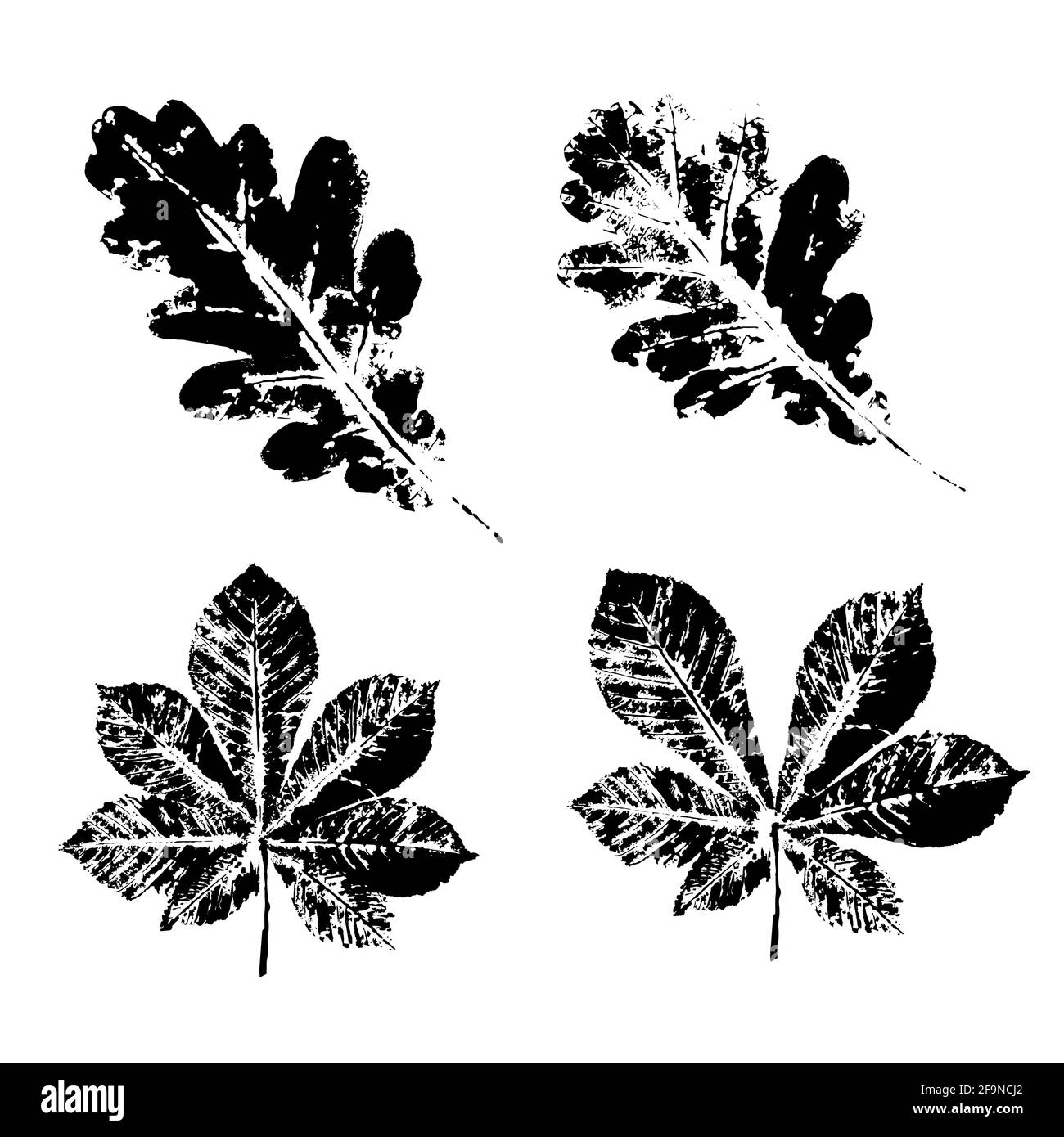 Fogli di stampa dell'inchiostro. Stampe di inchiostro nero di foglie di  alberi e cespugli Immagine e Vettoriale - Alamy
