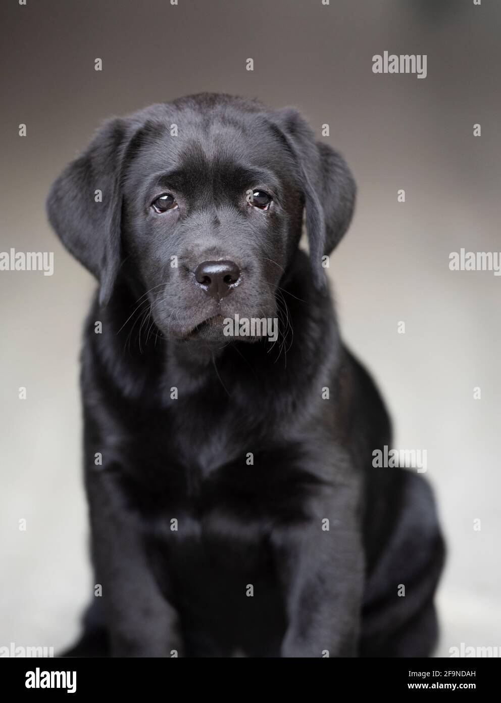 !o settimana vecchio nero Labrador Puppy Ritratto Foto Stock