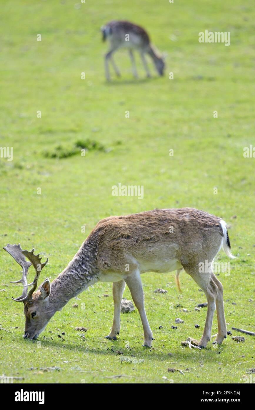 Allow Deer (Dama dama) a Boughton Monchelsea deerpark. Regno Unito, Kent, fine giugno. Stag / feedding maschile in primo piano - femmina / hind in background Foto Stock