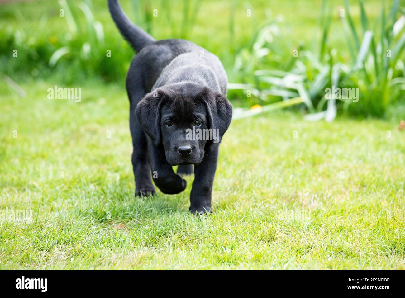 !o settimana vecchio nero Labrador Puppy Ritratto Foto Stock