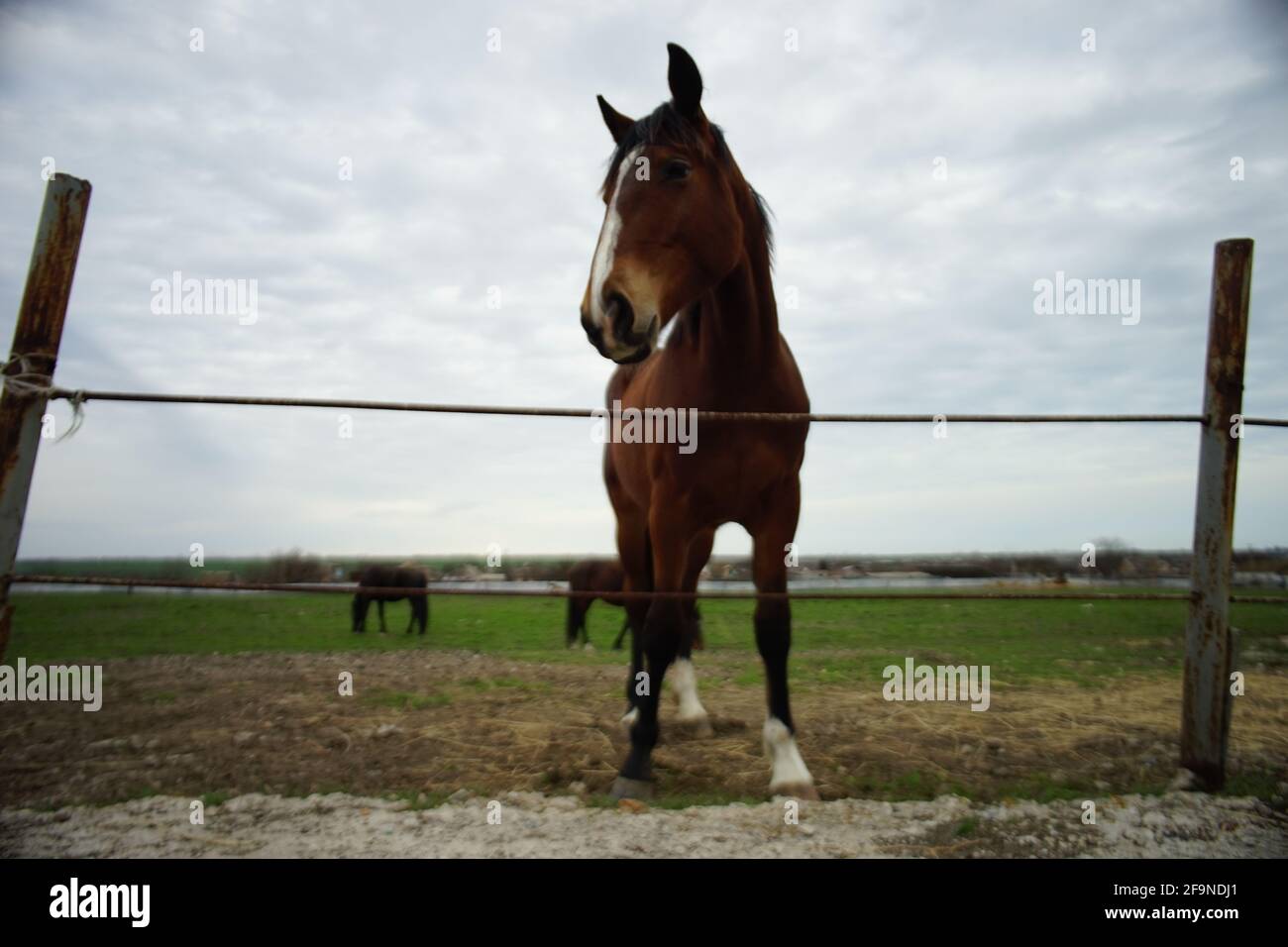 Il cavallo bruno pascoli in un campo in un giorno di primavera Foto Stock