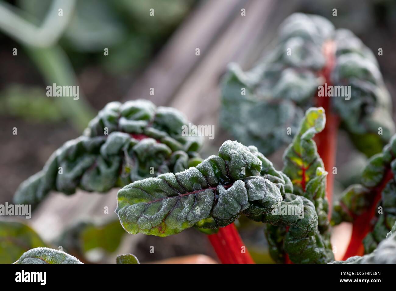 frutteto verde foglie di verdure coperto nella mattina presto tardi gelo nel freddo tempo stagionale in un giardino di assegnazione o concetto di piccola fattoria di gelo Foto Stock