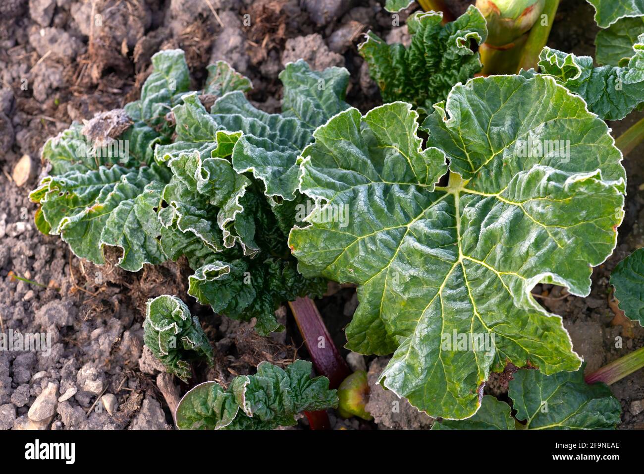 Concetto di gelo danno o brina nel nostro giardino di verdure, piccolo fissaggio o un'assegnazione a volte uccidendo piccole piante. Sulla testa con spazio di copia Foto Stock