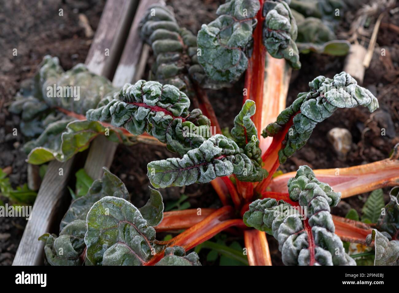 vista sulla testa delle verdure coperte la mattina presto gelo in tarda stagione in un giardino assegnazione o concetto di piccola fattoria di rane Foto Stock