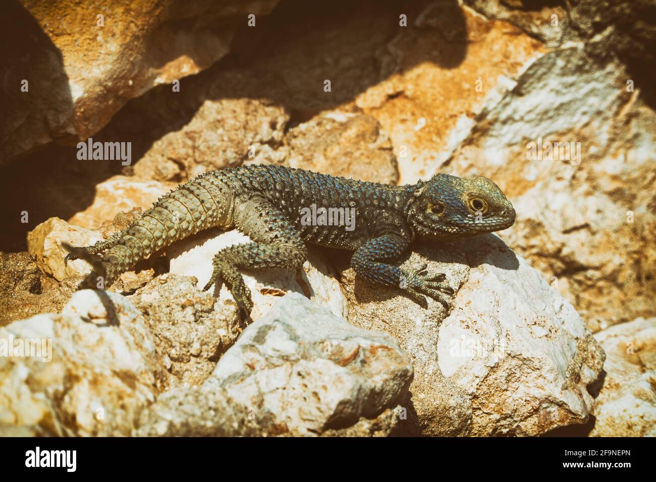 Primo piano di una Stellagama (agamid Lizard) Foto Stock