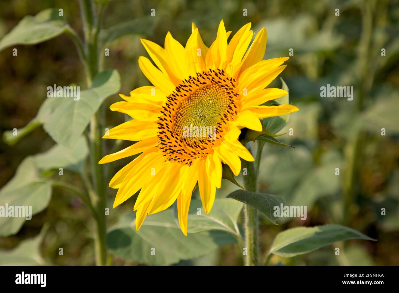 Bellezza del girasole, Columbia Britannica, Canada Foto Stock