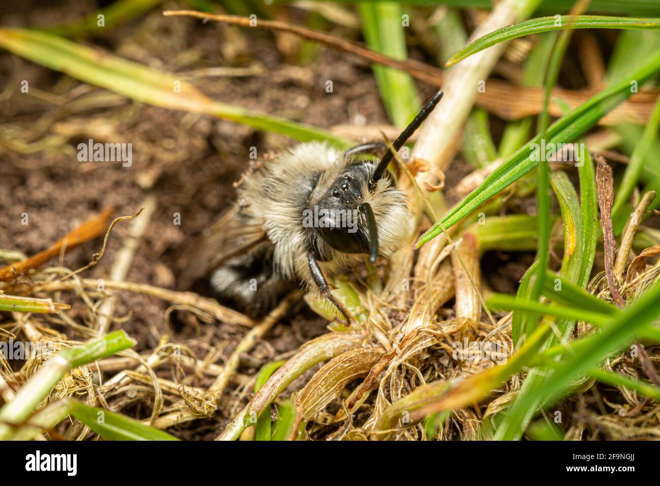 Ashy miniera ape / Andrena cineraria Foto Stock
