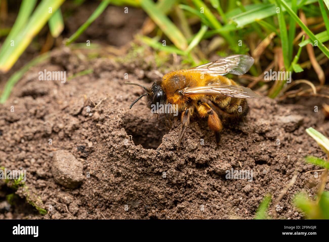 Buffish mining ape / Andrena nigroaenea guarda nel suo burrone Foto Stock