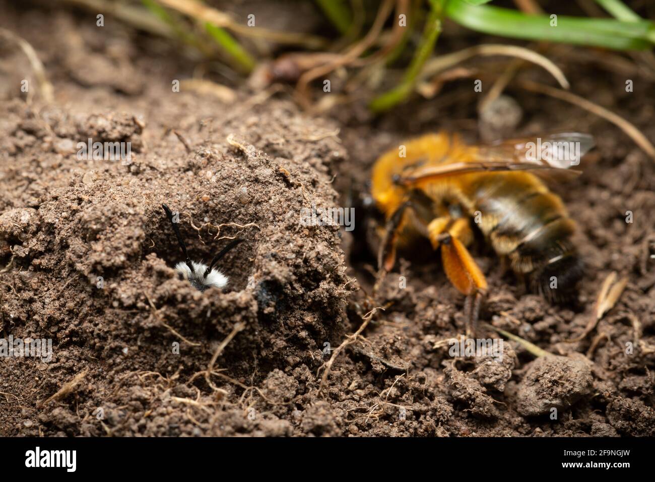 Ashy miniera ape / Andrena cineraria nel suo burrow con Buffish mining Bee / Andrena nigroaenea scavando nelle vicinanze Foto Stock