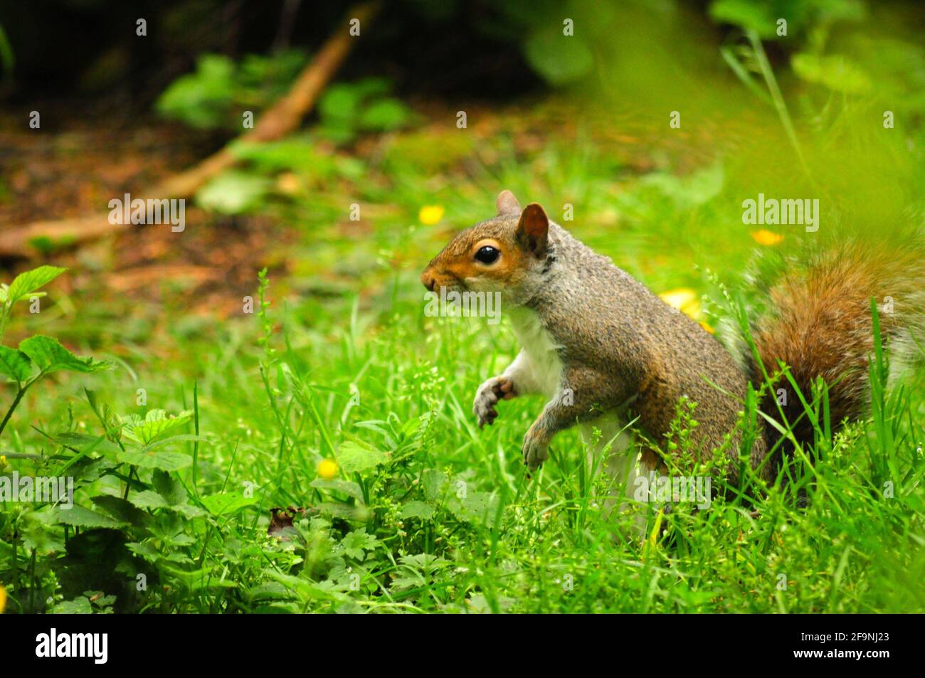 Uno scoiattolo grigio sull'allarme nel bosco Foto Stock