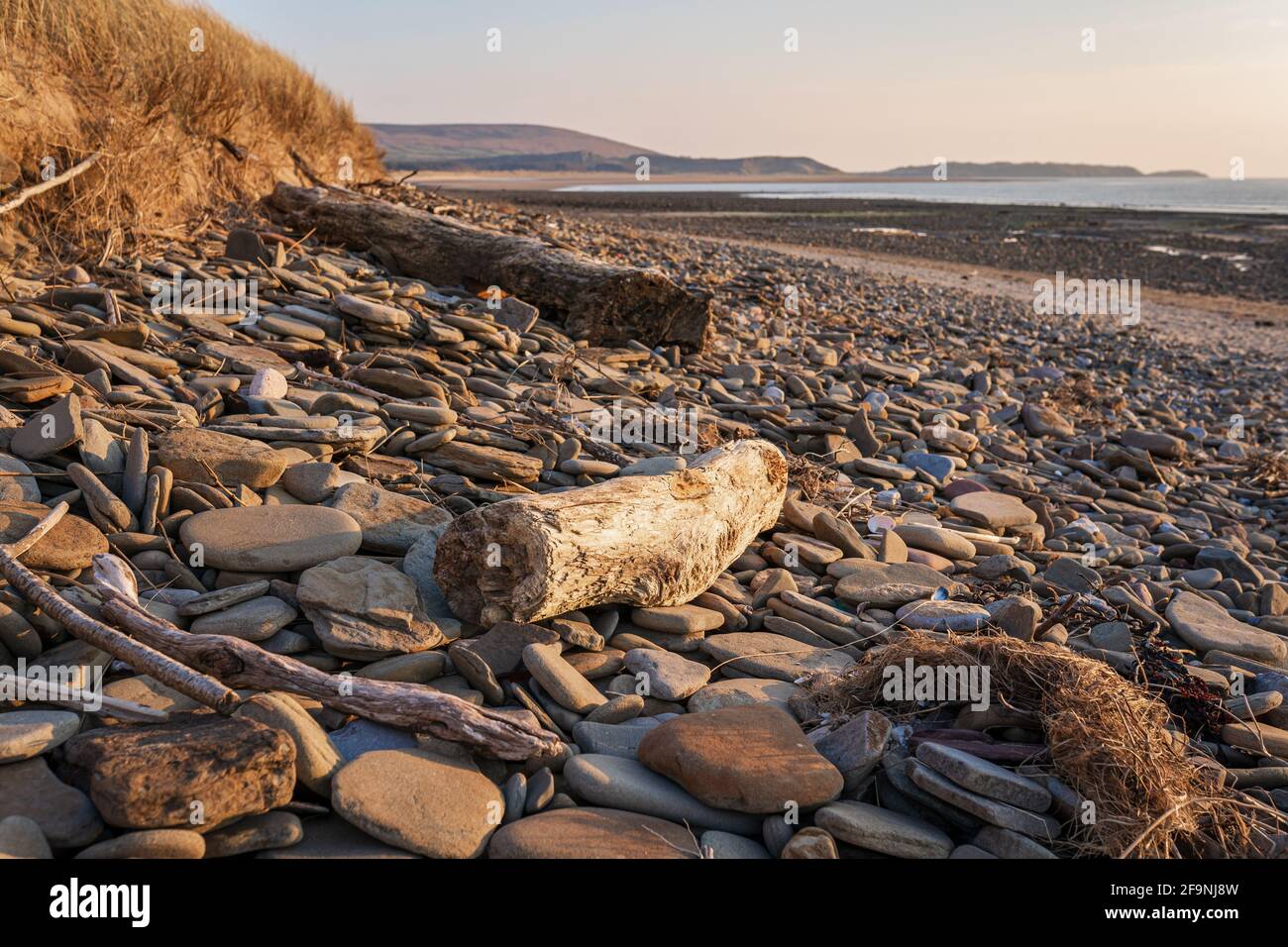 Ciottoli e legno di mare sulla spiaggia di Whiteford Sands, la penisola di Gower, Swansea, Galles del Sud, Regno Unito. Sfondo della costa al tramonto Foto Stock