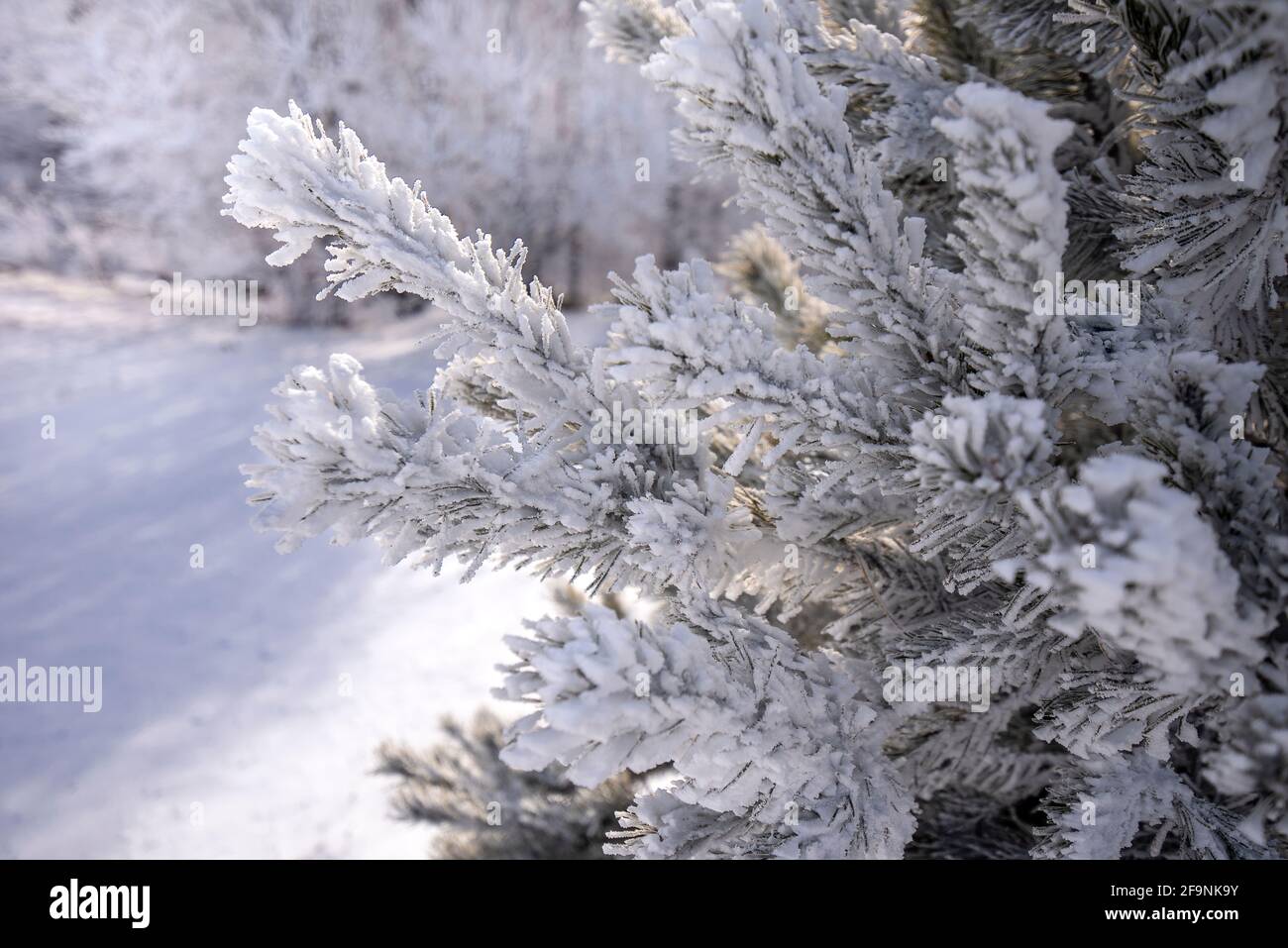 Un ramo di un abete coperto di neve. Fredda mattina invernale nella foresta di montagna. Bellezza del concetto di natura paesaggio di fondo. Foto Stock