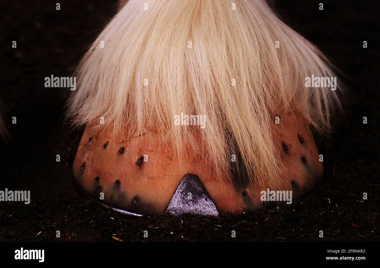UN PIEDE BEN CURATO DI UNO DEGLI ULTIMI CAVALLI DI SHIRE DA USARE PER TRASPORTARE LA BIRRA DALLA YOUNGS BREWERY DI WANDSWORTH, LONDRA DEL SUD Foto Stock