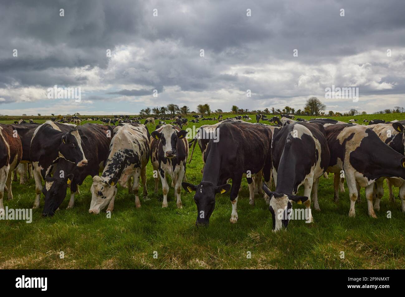 mandria di mucche che che fissano la macchina fotografica. Scena rurale irlandese. Foto Stock