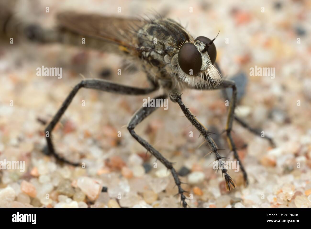 Macro foto di una volata sulla sabbia Foto Stock