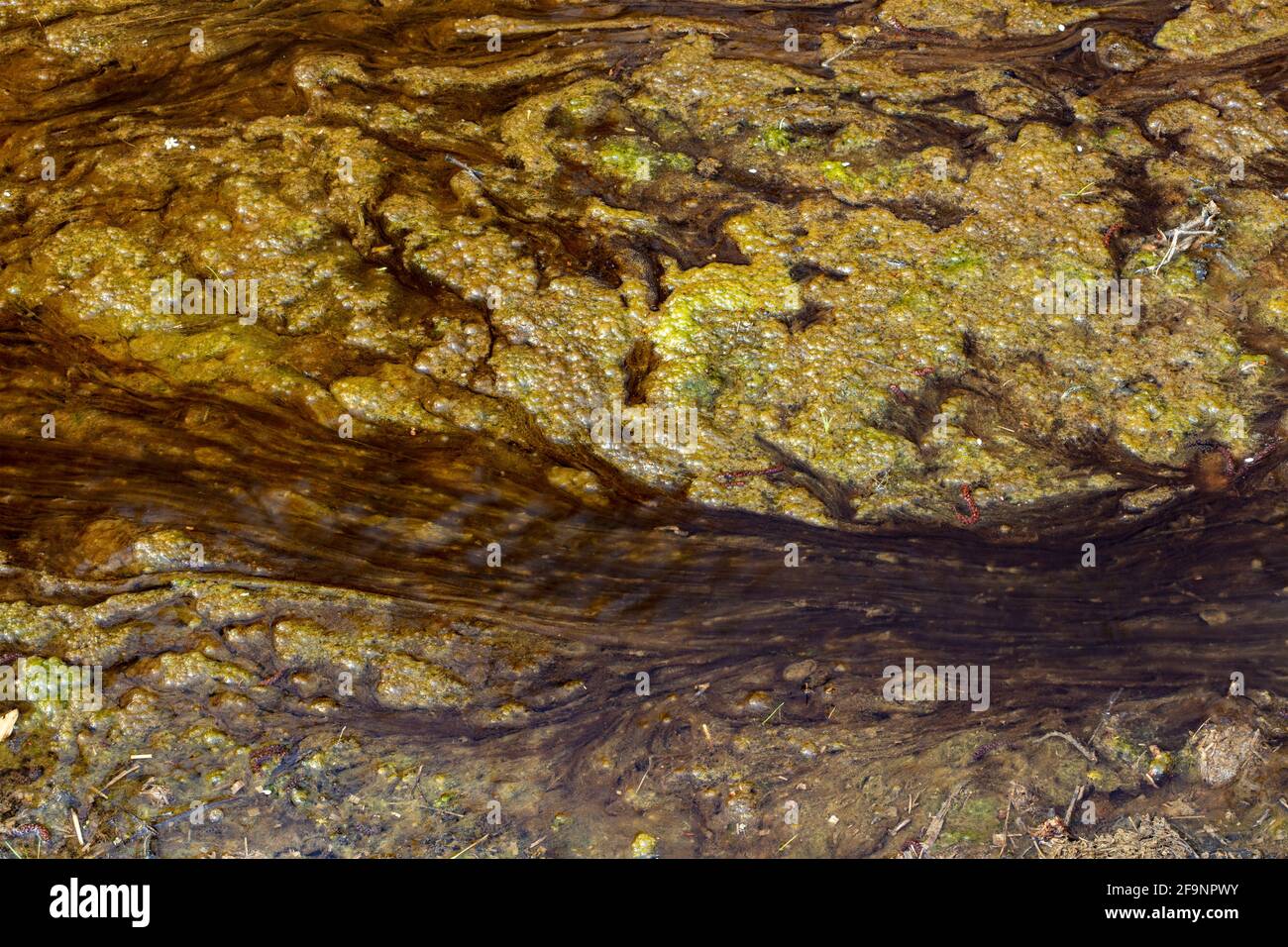 Alghe in un corso d'acqua lento e in movimento, astratto naturale Foto Stock