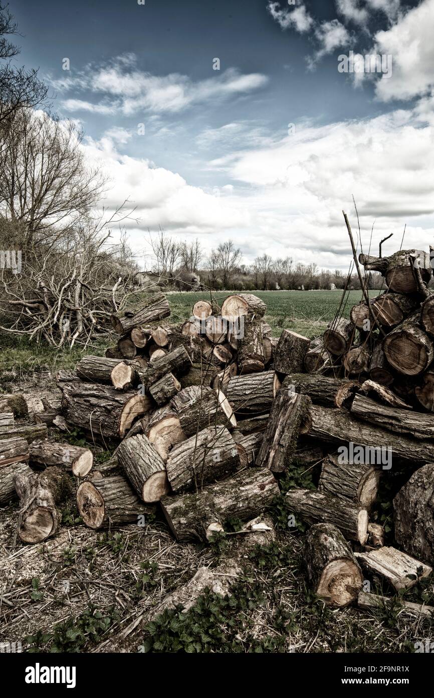 Paesaggio con cumulo di legno dalla gestione forestale in una più ampia scena verdeggiante Foto Stock