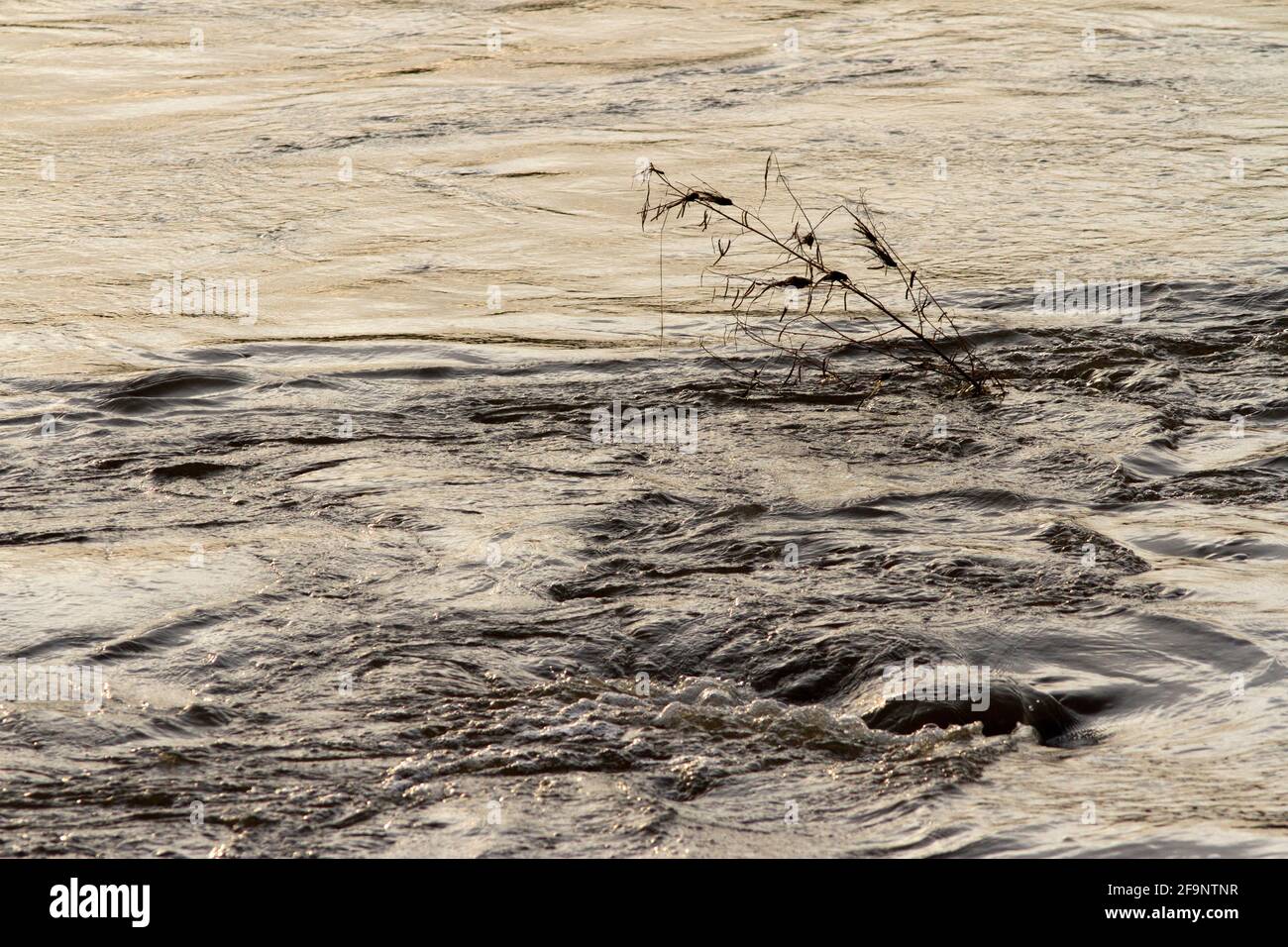 Una solitaria canna di Phragmites si piega nel flusso delle crescenti acque alluvionali del Grande fiume Ruaha durante la stagione delle piogge. Foto Stock