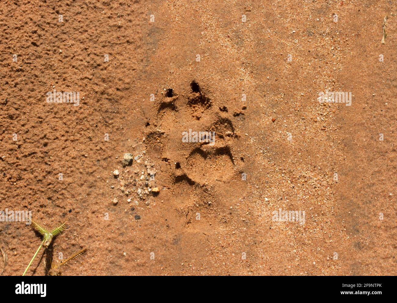 Le tracce distintive, o cucchiaio, di un cane da caccia del Capo, che ha trotto attraverso il campo durante la notte dopo una doccia di pioggia ha assicurato le impronte croccanti. Foto Stock