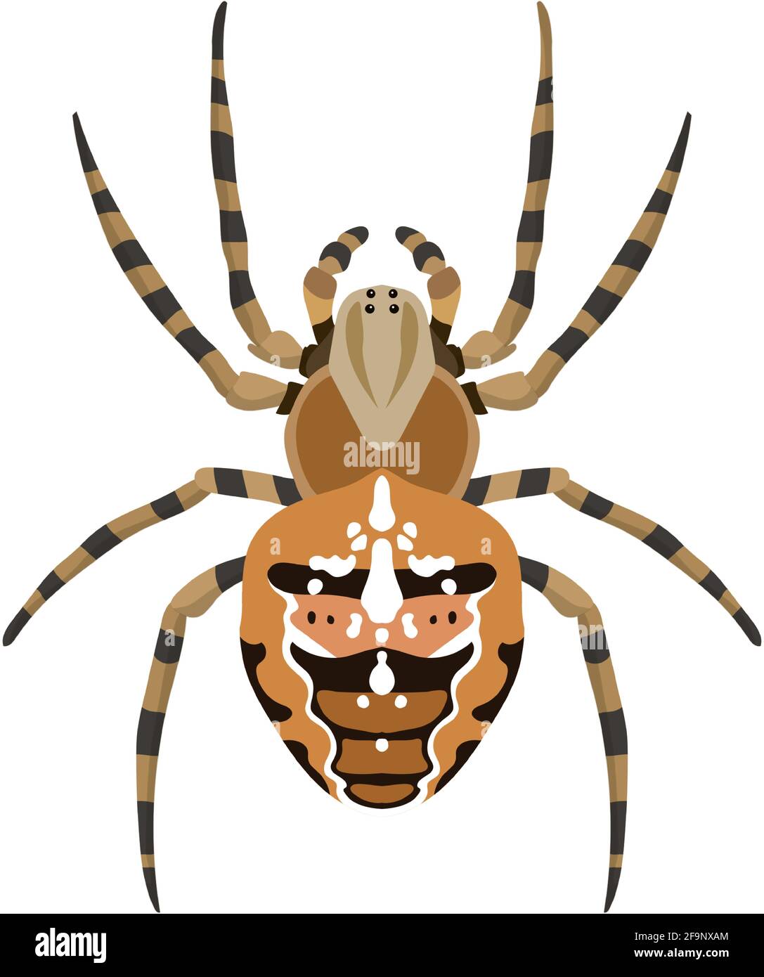 Vettore ragno araneus diadematus illustrazione isolato su bianco Illustrazione Vettoriale