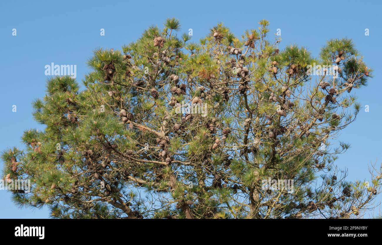 Molti coni attaccati ad un pino scozzese visto con le sue foglie di ago contro un cielo blu in Inghilterra, Regno Unito in aprile. Foto Stock