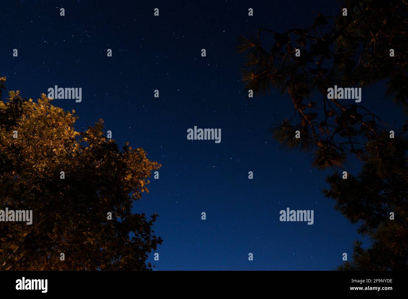 Notte strana, incorniciata da alberi Foto Stock