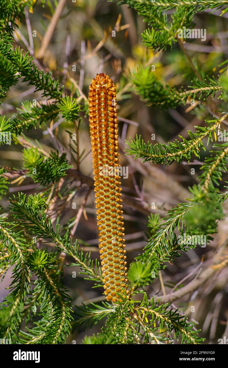 Appena formato Heath banksia fiore Spike Heath banksia, (Banksia ericifolia, lanterna banksia). Fiore verticale arancione chiaro in giardino australiano privato. Foto Stock