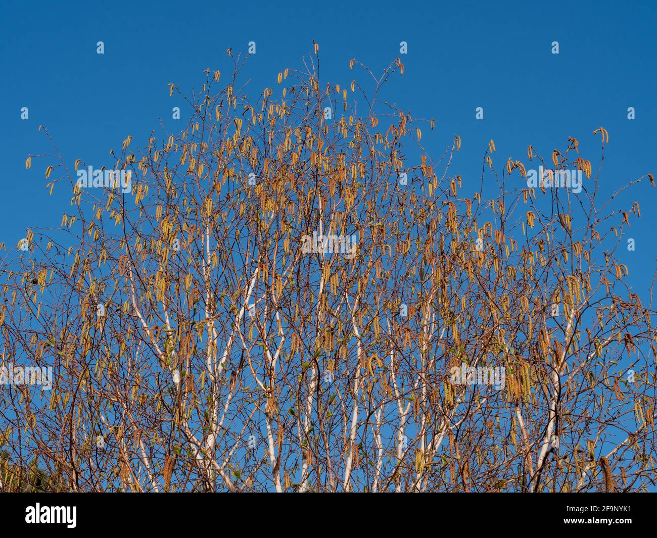 Betula pendula rami e semi visti contro un cielo blu in aprile. Foto Stock