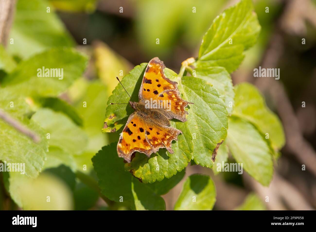Una virgola farfalla poggiata su una foglia con le sue ali apri Foto Stock
