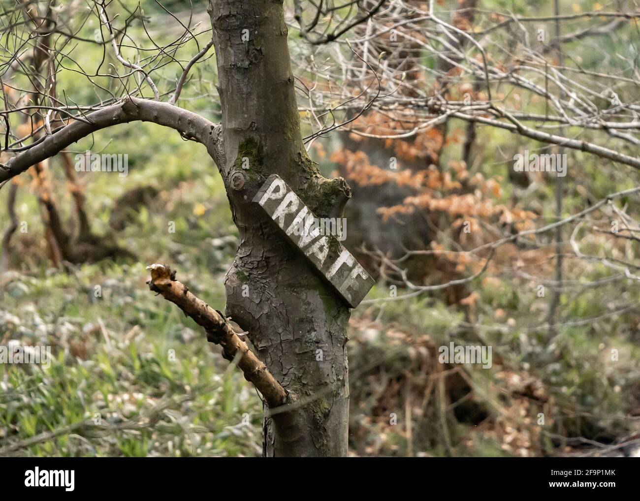 Legno privato segno di proprietà inchiodato ad albero in creepy eerie bosco bosco. Nessun closeup di persone all'aperto sui rami. Foto Stock