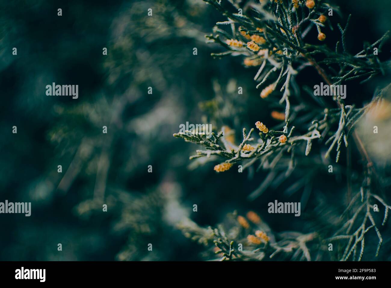 foglie verdi vicino a cupressus in natura con sfocatura sfondo Foto Stock