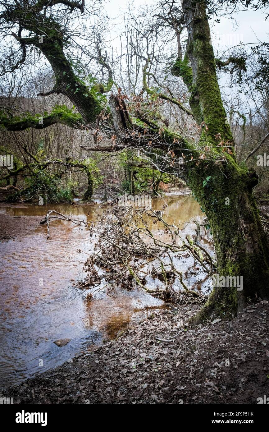 Un fiume che scorre attraverso le suggestive foreste di Metha nella valle di Lappa vicino a St Newlyn East in Cornovaglia. Foto Stock