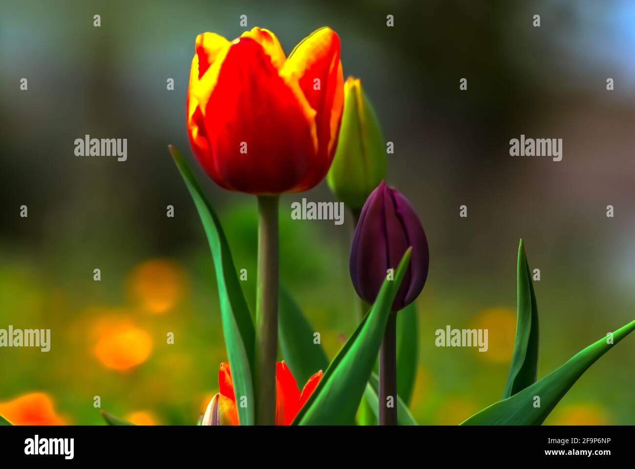 Flora : tulipani in fiore Foto Stock