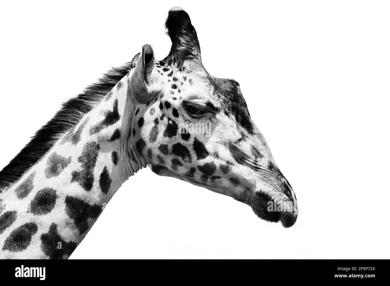 Giraffe in bianco e nero , animale naturale ritratto Foto Stock