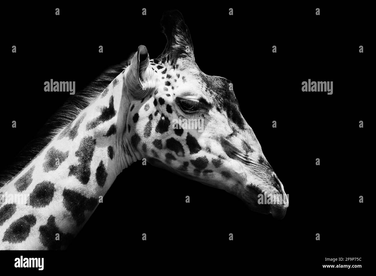 Giraffe in bianco e nero , animale naturale ritratto Foto Stock