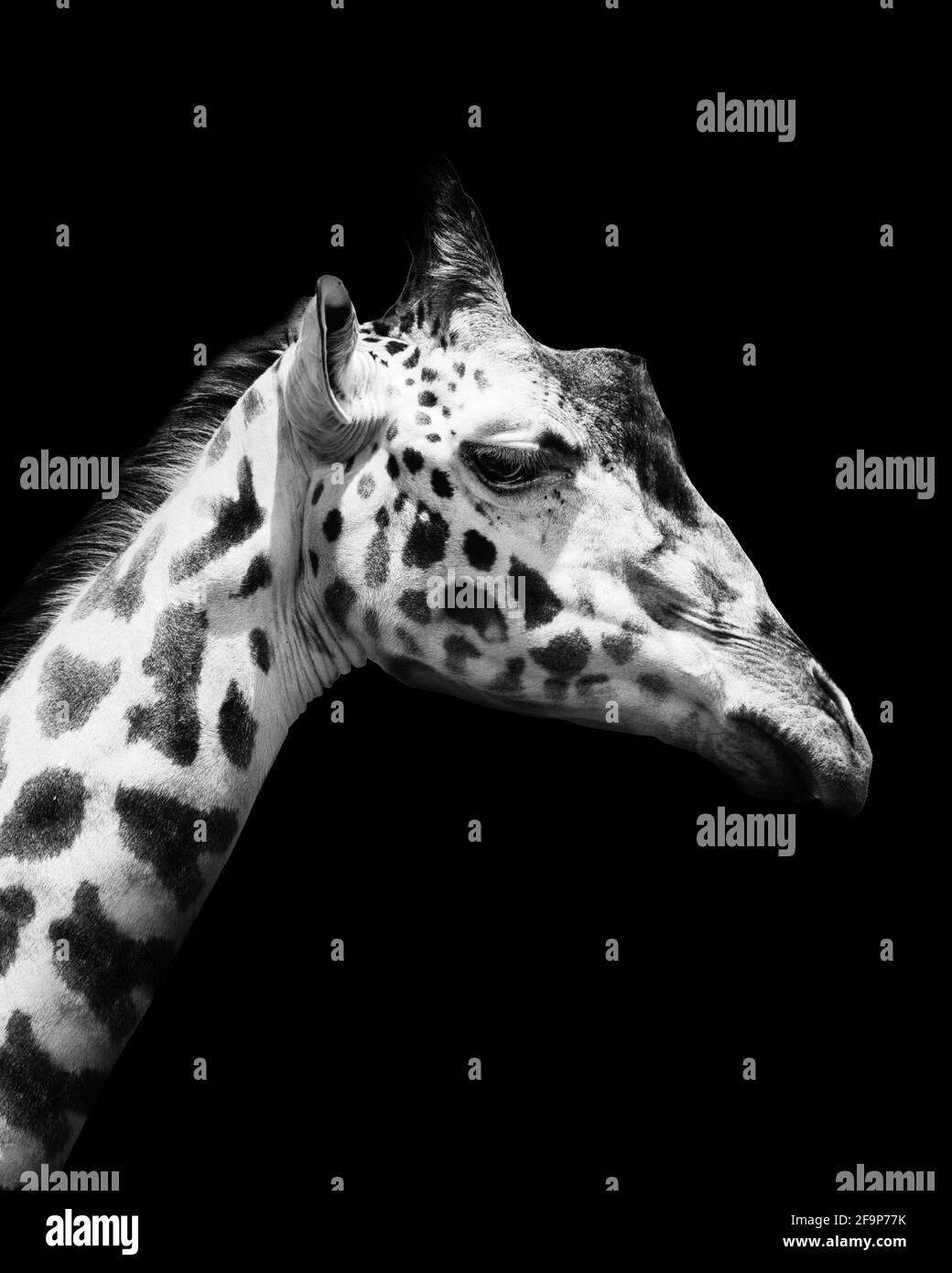 Giraffe in bianco e nero , animale naturale ritratto Foto Stock