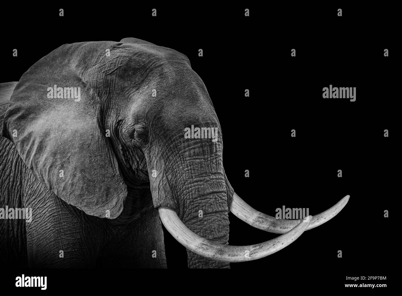Animale elefante, fauna selvatica nera isolata Foto Stock
