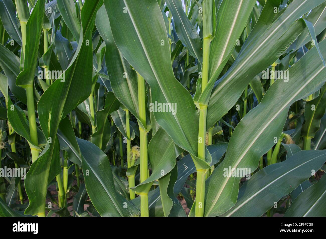Gambi della pianta di mais, primo piano. Piante agricole in estate. Foto Stock