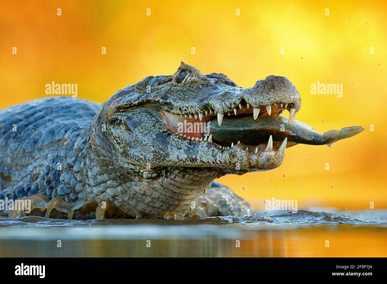 Yacare Caiman, coccodrillo con pesce in muratura aperta con denti grandi, Pantanal, Brasile. Ritratto di dettaglio del rettile di pericolo. Caiman con piranha. Coco Foto Stock