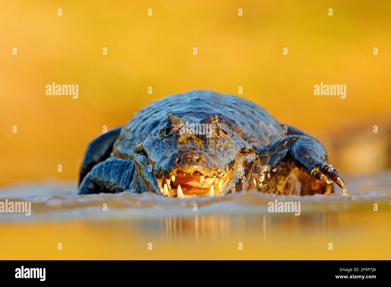 Yacare Caiman, coccodrillo con museruola aperta con denti grandi, Pantanal, Brasile. Ritratto di dettaglio del rettile di pericolo. Foto Stock